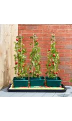 Tomato Gro Box - 3 Pk