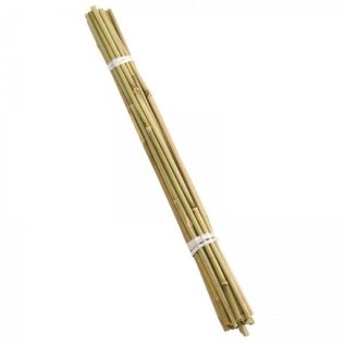 Bamboo Canes 60Cm - Bundle Of 20