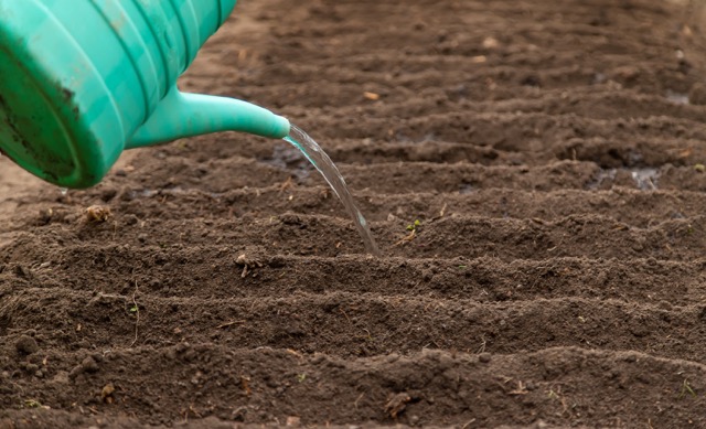 Fertilise Garden 