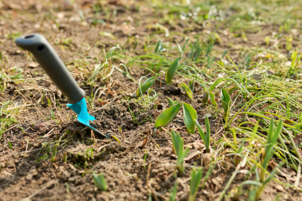 weeding lawn care 